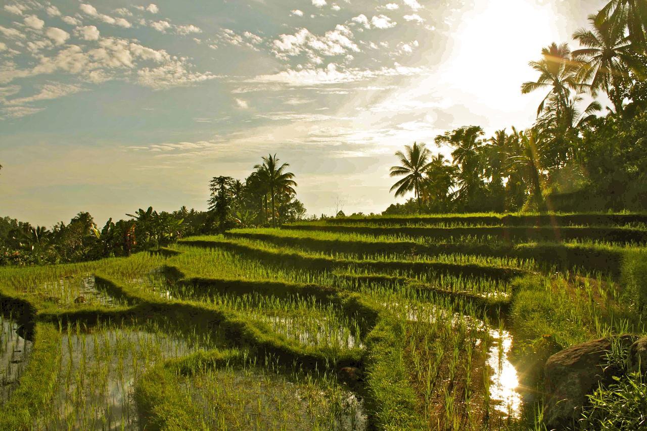 Sarinbuana Eco Lodge Blimbing  Buitenkant foto